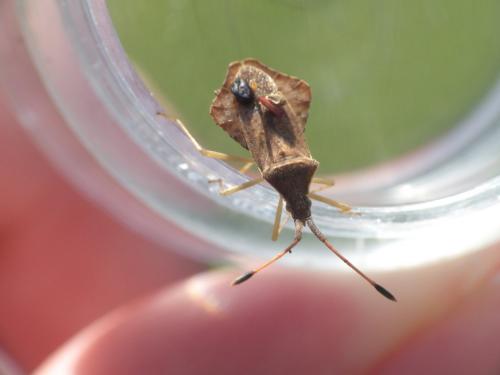 Réf. 287 830 : Syromastus rhombeus